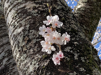 桜