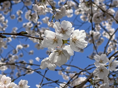 お花見